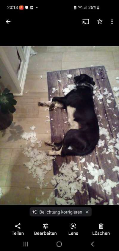 Was haben eure Hunde schon gefressen oder zerstört ?-Beitrag-Bild