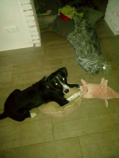 Bild wo euer Hund quatsch macht-Beitrag-Bild