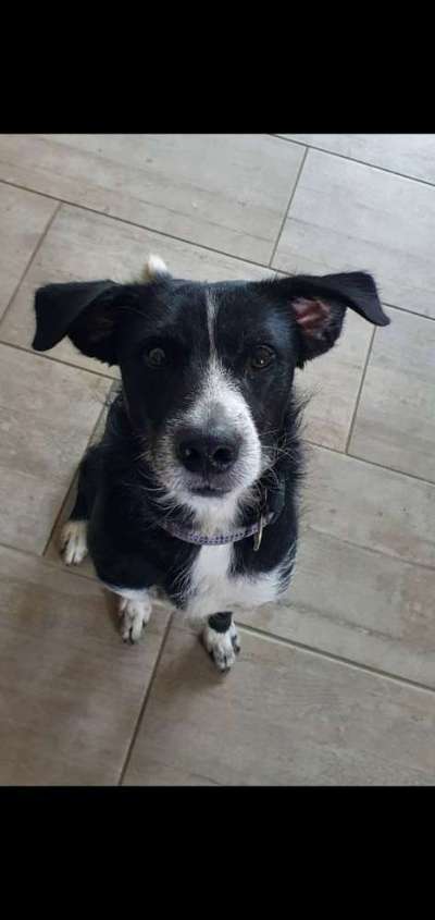 Gibt's hier noch mehr Border Collies???-Beitrag-Bild