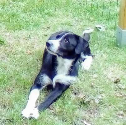 Gibt's hier noch mehr Border Collies???-Beitrag-Bild