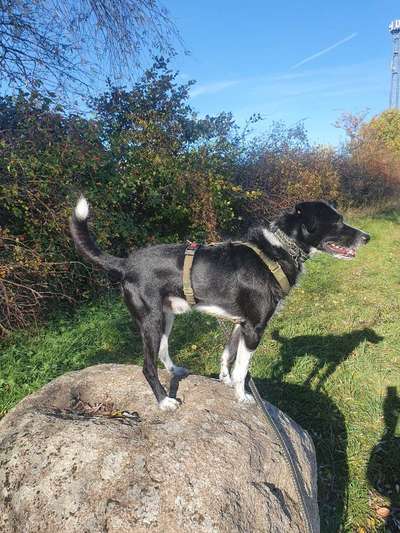 Black dogs are beautiful-Beitrag-Bild