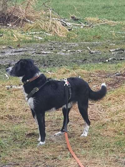 Geschirr für "lange" Hunde-Beitrag-Bild