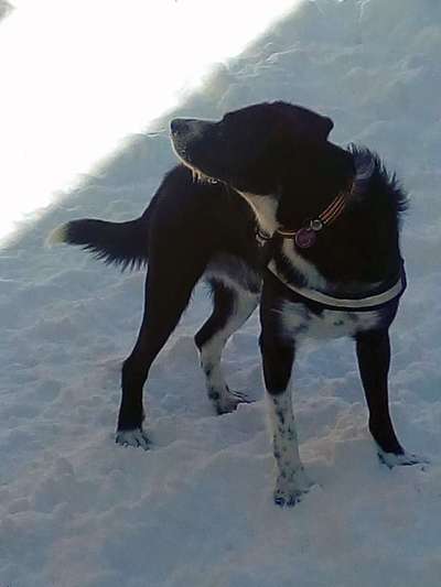 Fotochallenge 61 ~ Schnee-Beitrag-Bild