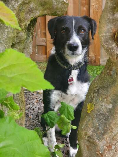 Gibt's hier noch mehr Border Collies???-Beitrag-Bild