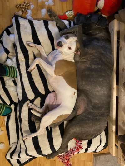 Bester Freund, Hundekumpel - zeigt her!-Beitrag-Bild