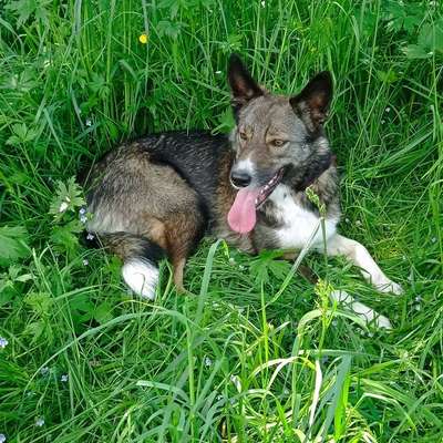 Hundetreffen-Gassirunde-Bild