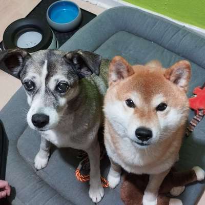 Hundetreffen-Gassirunde-Bild