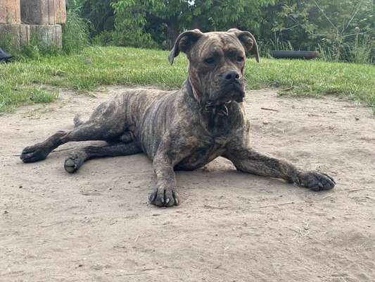 Hundetreffen-Sozial Walks gesucht-Bild