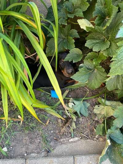 Dogorama Photo Challenge - Tarnung ist alles-Beitrag-Bild