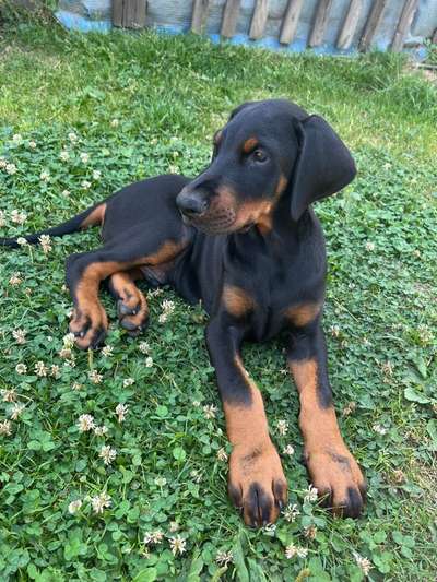 Dobermann Austausch-Beitrag-Bild