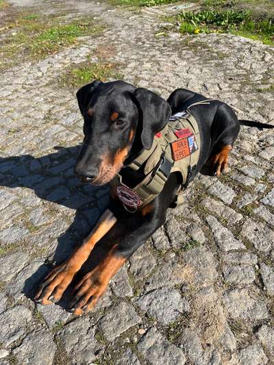 Dobermann Austausch-Beitrag-Bild