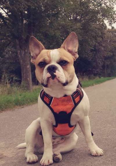 Die Dogorama Wochen Challenge-Beitrag-Bild