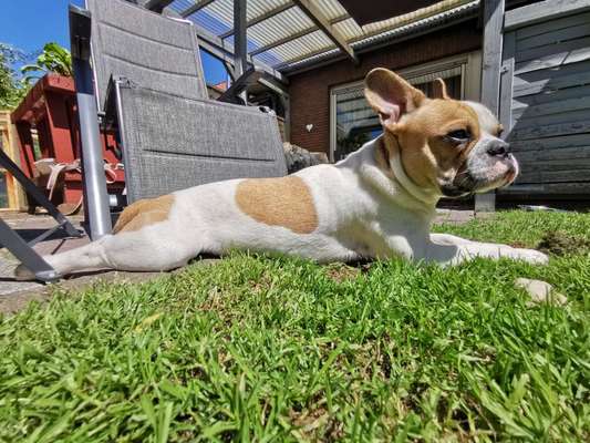 Die Dogorama Monats Challenge "Es grünt und blüht"-Beitrag-Bild