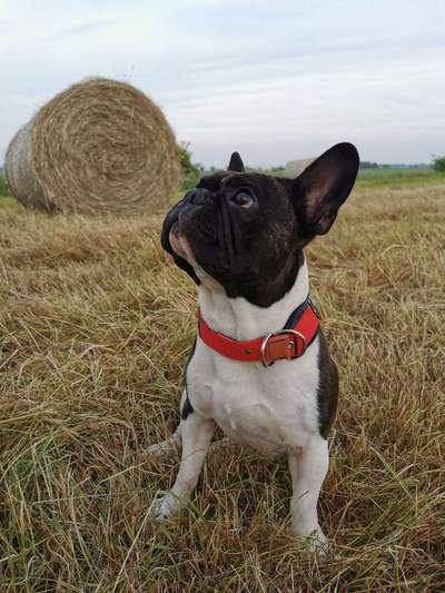 Die Dogorama Wochen Challenge-Beitrag-Bild