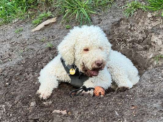 Hundetreffen-Spaziergänge Viertel, Gete Viertel, Bürgerpark oder an der Weser/Osterdeich-Bild