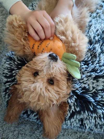 Dogorama Photo Challenge - lustigste Grimasse-Beitrag-Bild