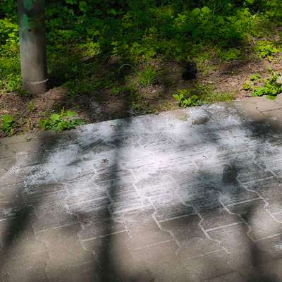 Giftköder-Weißes Pulver auf Gehweg-Bild