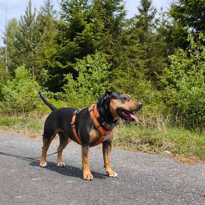 Hundetreffen-Gute Kommunikation-Bild