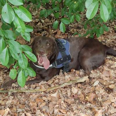 Hundetreffen-Gassirunde und Hundebekanntschaften-Bild