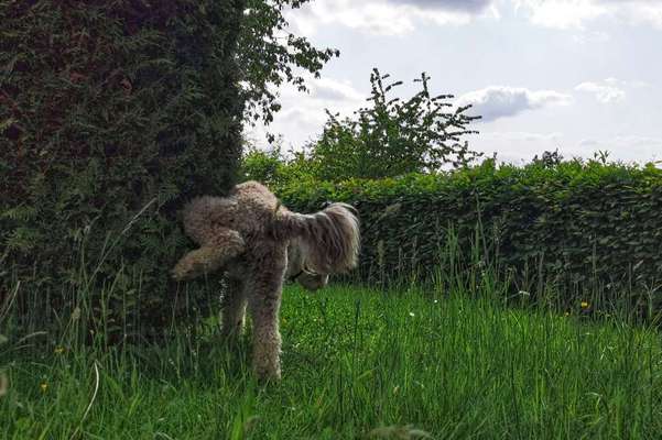 Handy Foto Challenge Nr. 49: Mein Freund der Baum-Beitrag-Bild