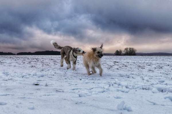 Dogorama Photo Challenge - Die besten Hundebuddys-Beitrag-Bild