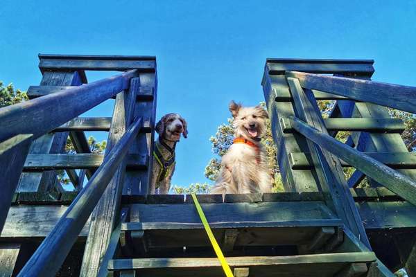 Mehrhundehalter!-Beitrag-Bild