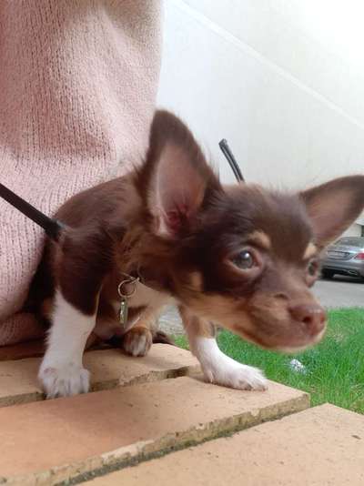 Wo sind die Chihuahua Besitzer ?-Beitrag-Bild