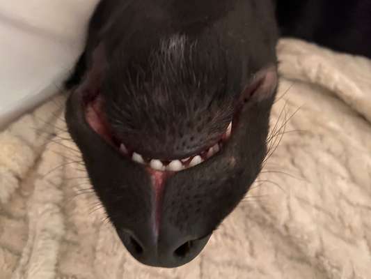 Black dogs are beautiful-Beitrag-Bild