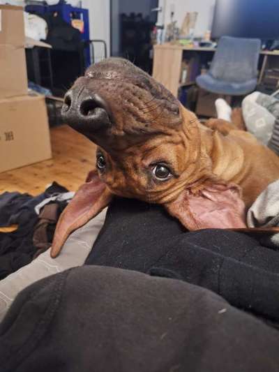 Lustigsten Grimassen von euren Hunden-Beitrag-Bild