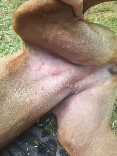 Wir möchten wissen,was mit Poohs Haut los ist?-Beitrag-Bild