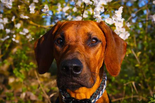Wie kamst du zu deinem Hund?-Beitrag-Bild