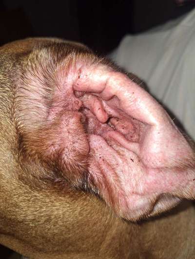 Ohr entzündet?-Beitrag-Bild