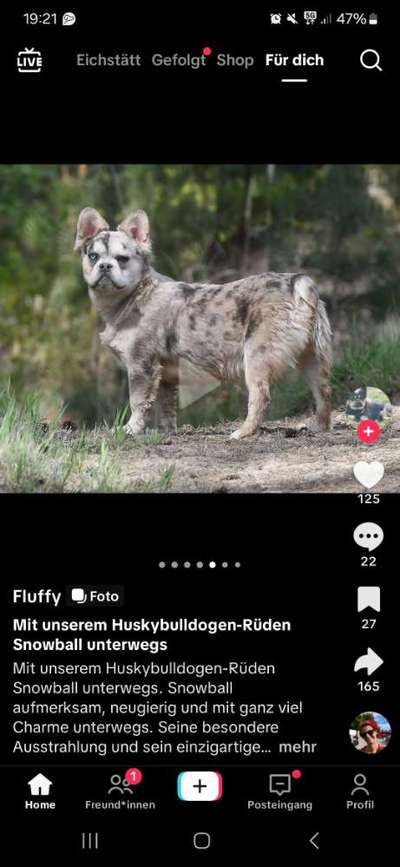 Qualzucht - Warum Aufklärung alleine nicht reicht-Beitrag-Bild