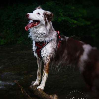 Hundetreffen-Hundefotografie•kostenlos-Bild