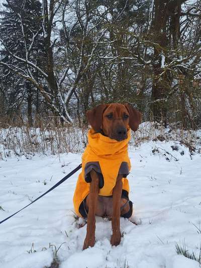 Rhodesian Ridgeback-Beitrag-Bild