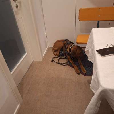 Diva nach der Läufigkeit-Beitrag-Bild