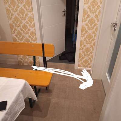 Diva nach der Läufigkeit-Beitrag-Bild