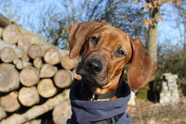 Reinrassige Hunde?-Beitrag-Bild