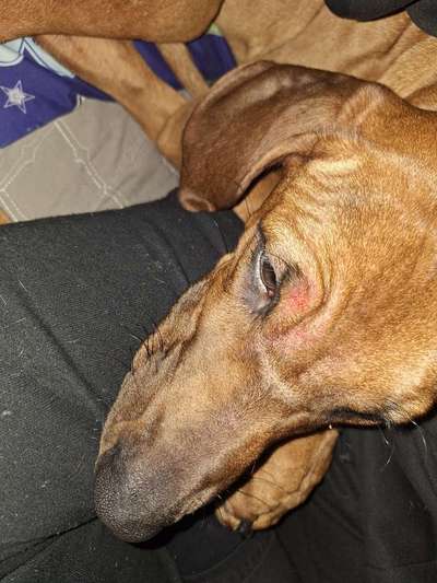 Beule oberhalb des Augenlieds-Beitrag-Bild