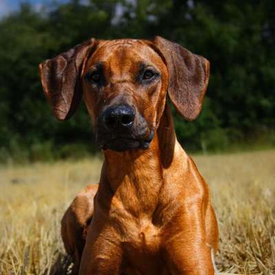 Hundetreffen-Entspannter Spaziergang, gerne mit Training-Bild
