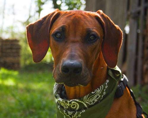 Hundetreffen-Hundefotografie•kostenlos-Bild