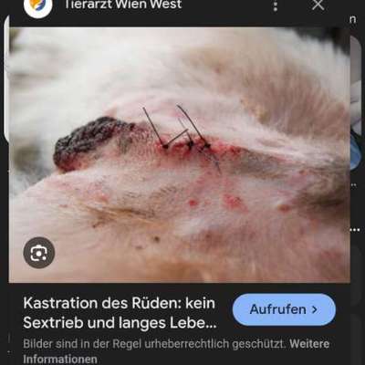 Frage zur Voruntersuchung vor OP beim Hund-Beitrag-Bild