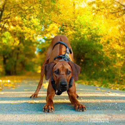 Hundetreffen-Entspannter Spaziergang, gerne mit Training-Bild