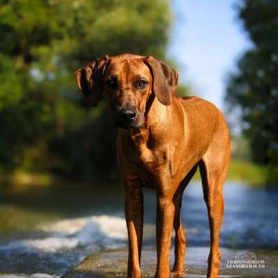 Hundetreffen-Gassi am Wasser-Bild