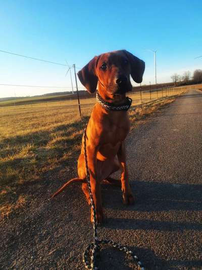 Welches Halsband trägt dein Hund und warum dieses?-Beitrag-Bild