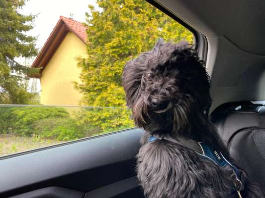 Dogorama Photo Challenge - Einmal lächeln bitte-Beitrag-Bild