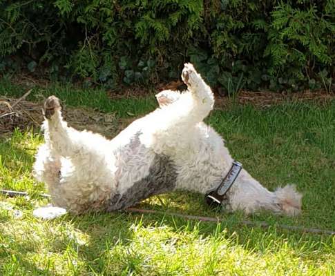 Die Dogorama Wochen Challenge-Beitrag-Bild