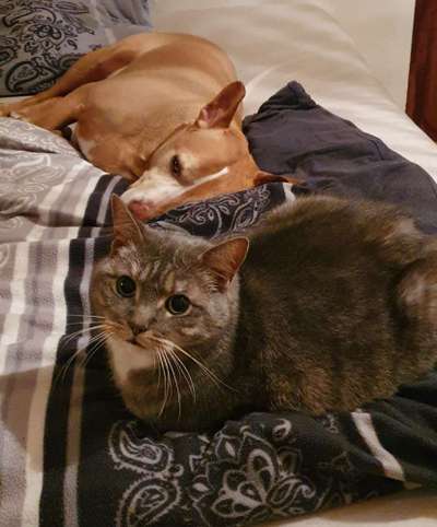 Bilder Hund und andere Tiere-Beitrag-Bild