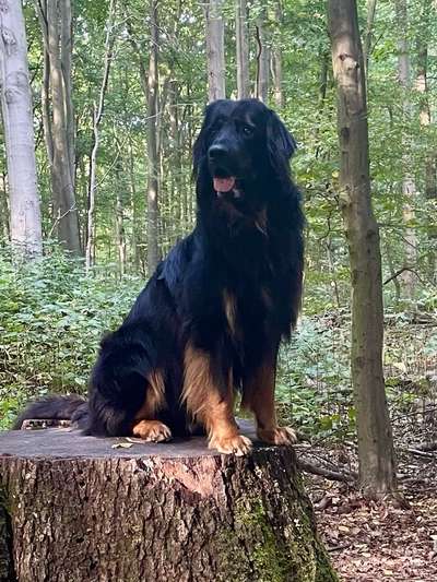 Hovawart-Beitrag-Bild