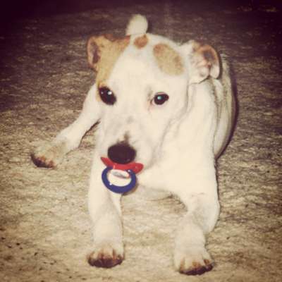 Welpen Bilder !-Beitrag-Bild